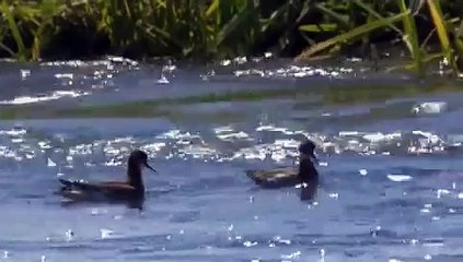 National Geographic: Камчатка\Wild Russia. Kamchatka 2009