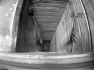 11 Chimney Swifts Flap-Walking