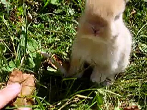 Baby Holland Lop at 2 1/2 weeks