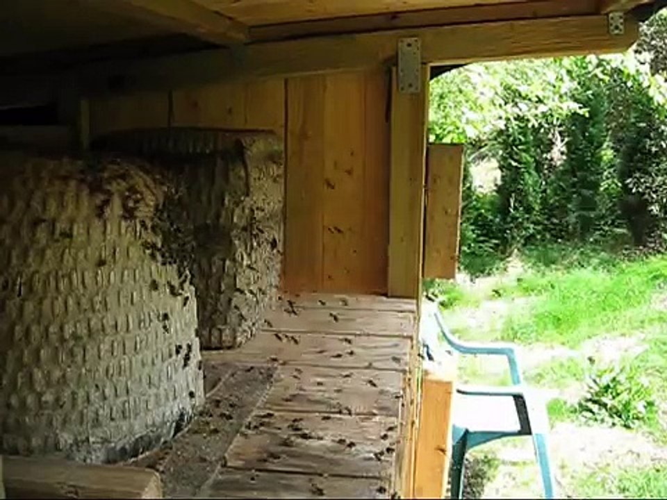 Bienenschwarm zieht aus