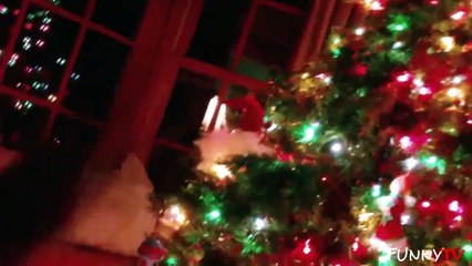 Funny Cats Who Hate Christmas 2015.mp4