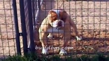 Muscle dog bandogs bully bullies buff Zane