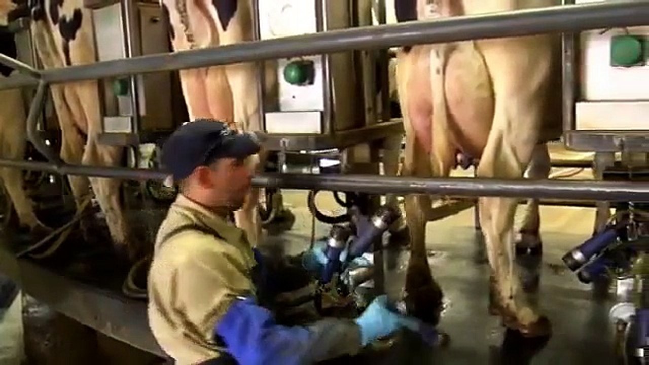 How Cows are Milked at McCarty Family Farms