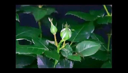 VID-20150703-WA0024.mp4