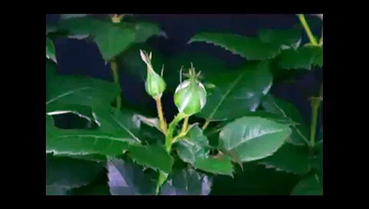 VID-20150703-WA0024.mp4