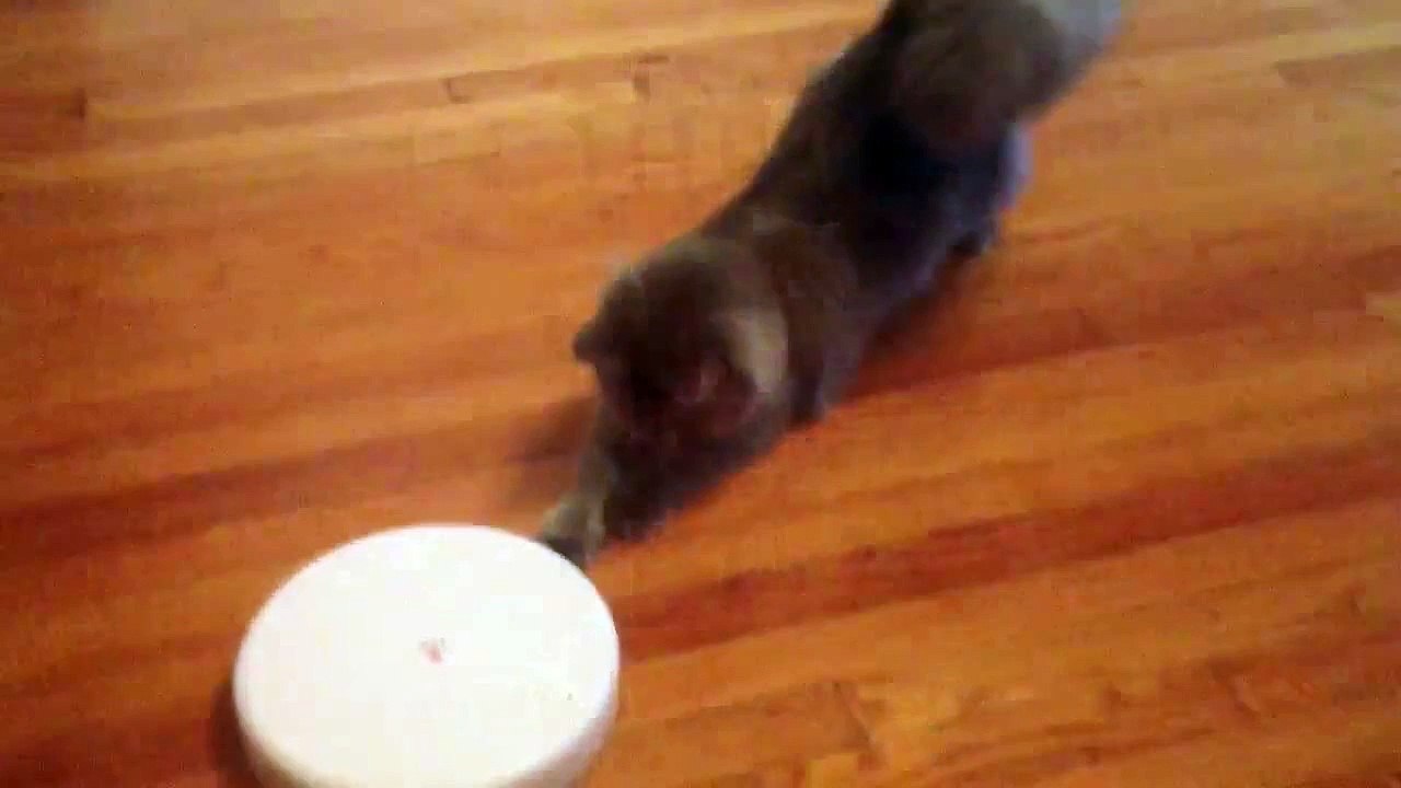 FroliCat Flik Interactive Kedi Lazer Oyuncağı - Petburada.com