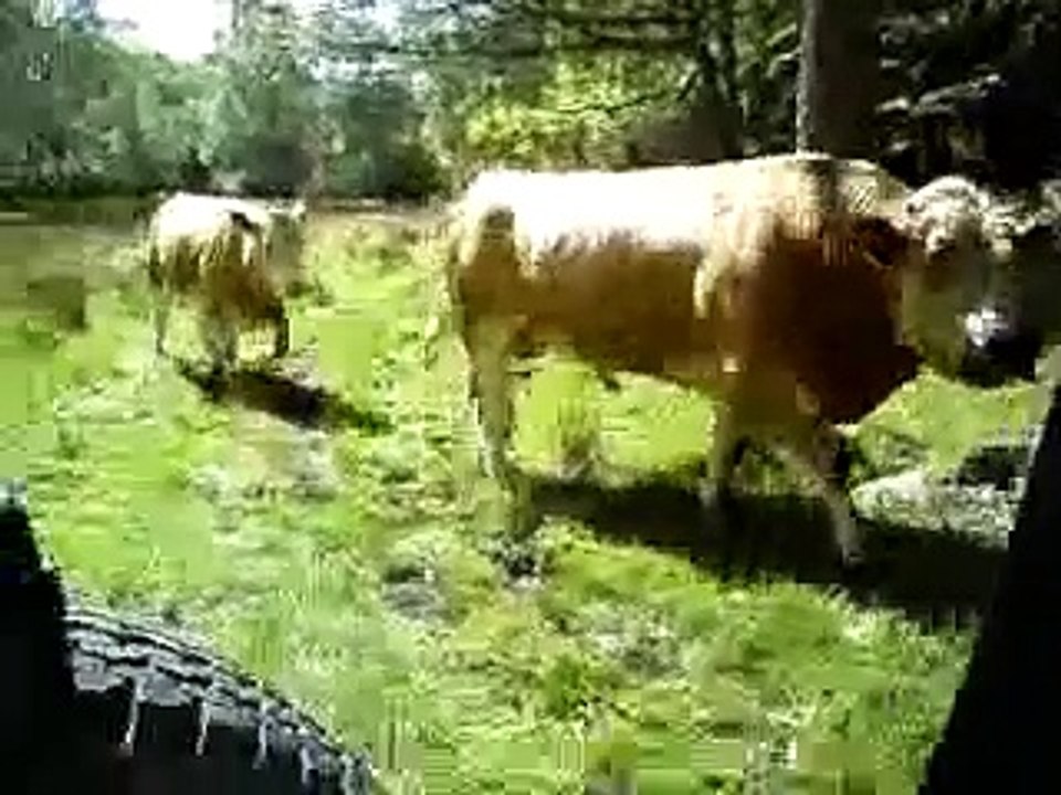 jeep vs angry bull