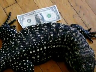 4ft tegu LIVE feeding.