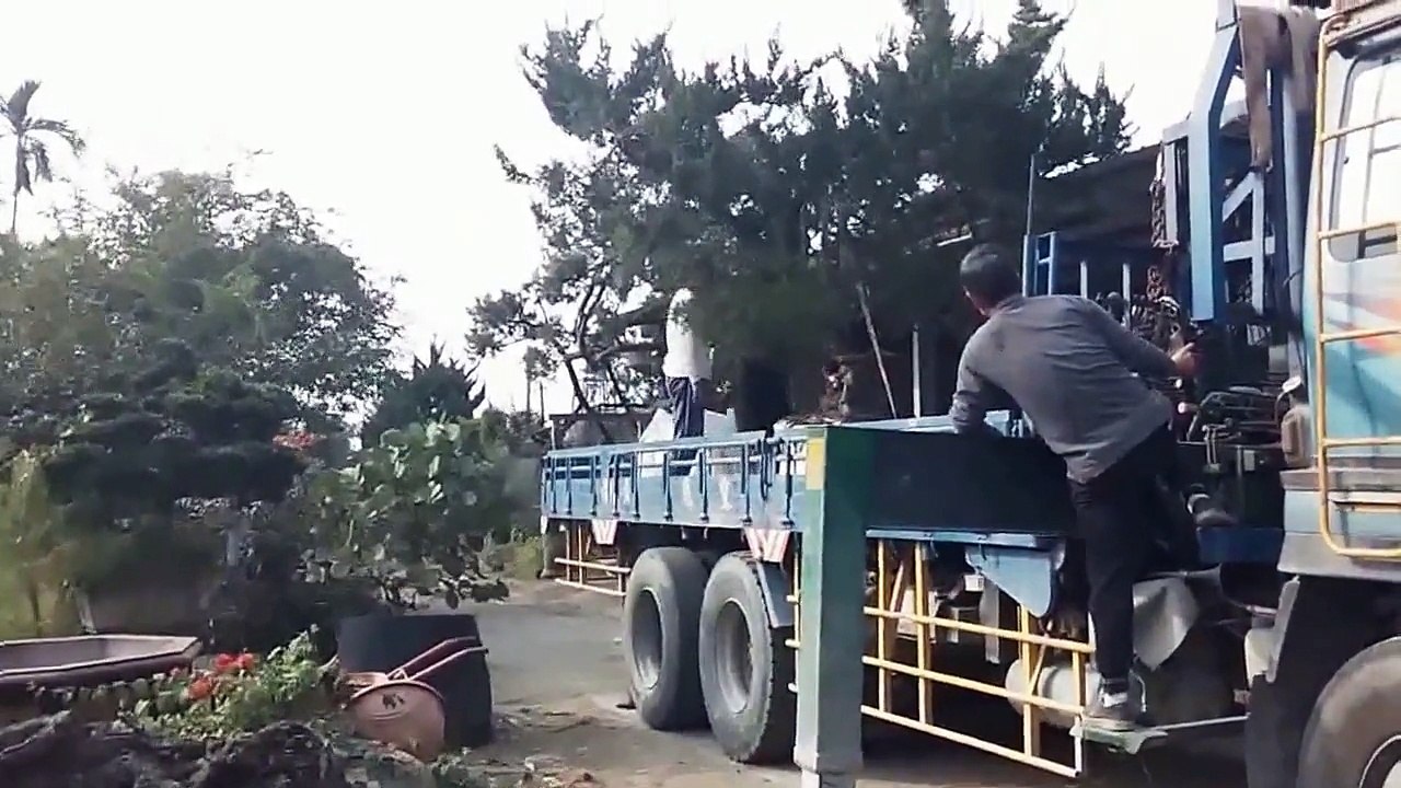 2015.01.23 真柏移植