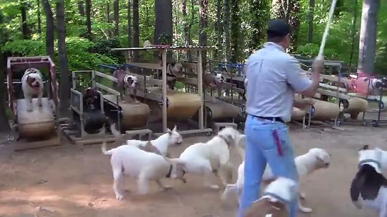 Dog treadmill