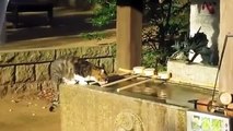 Stray Cat Feeding Frenzy in Japan