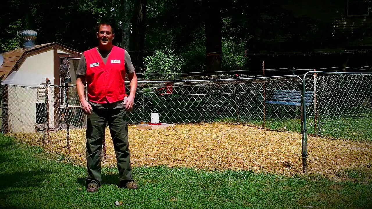 Treating and Preventing Coccidiosis in Chickens