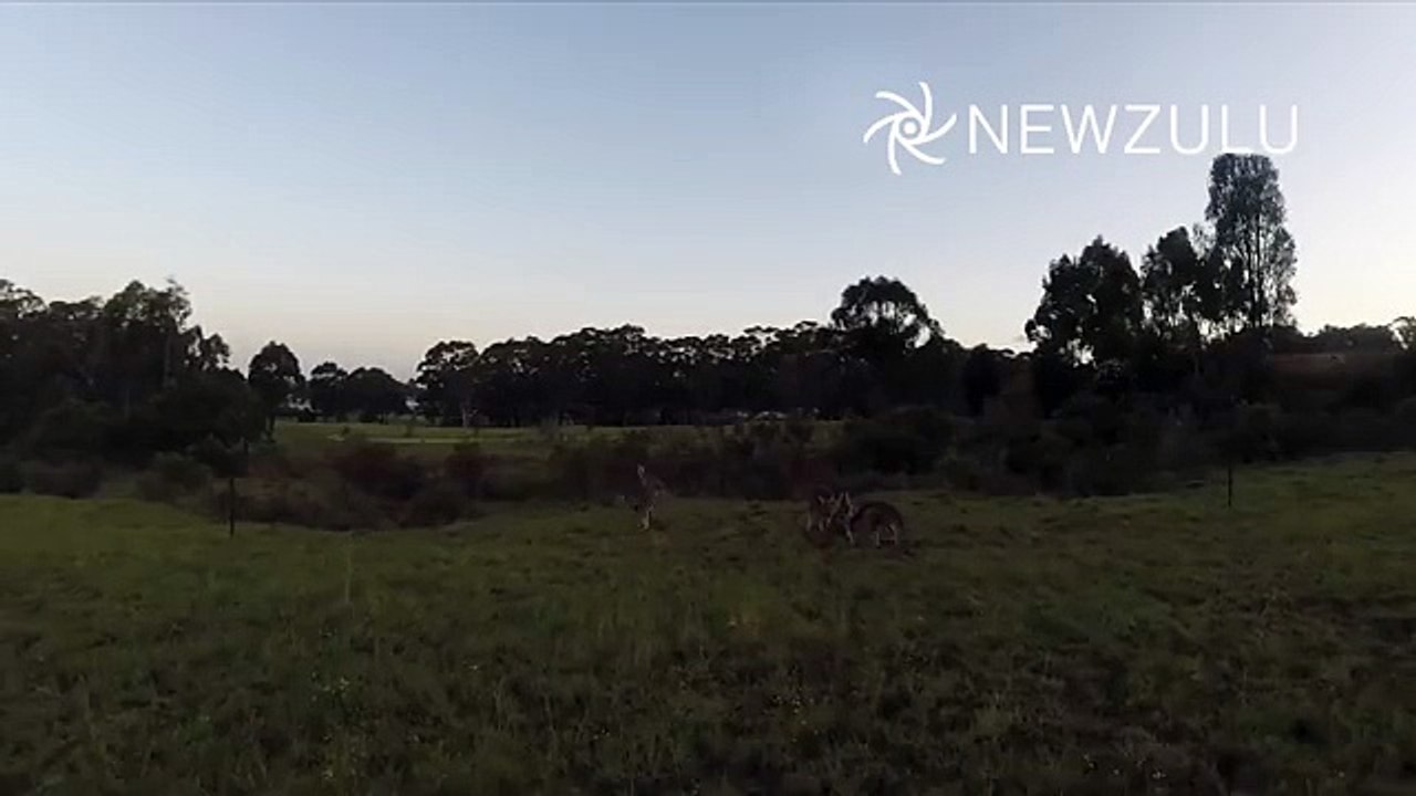 Drone vs Kangaroo _ Newzulu