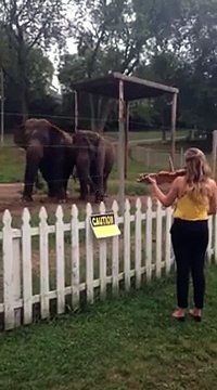 Elephants Dancing to Violin! Adorable!