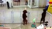 Excited puppy spots its owner