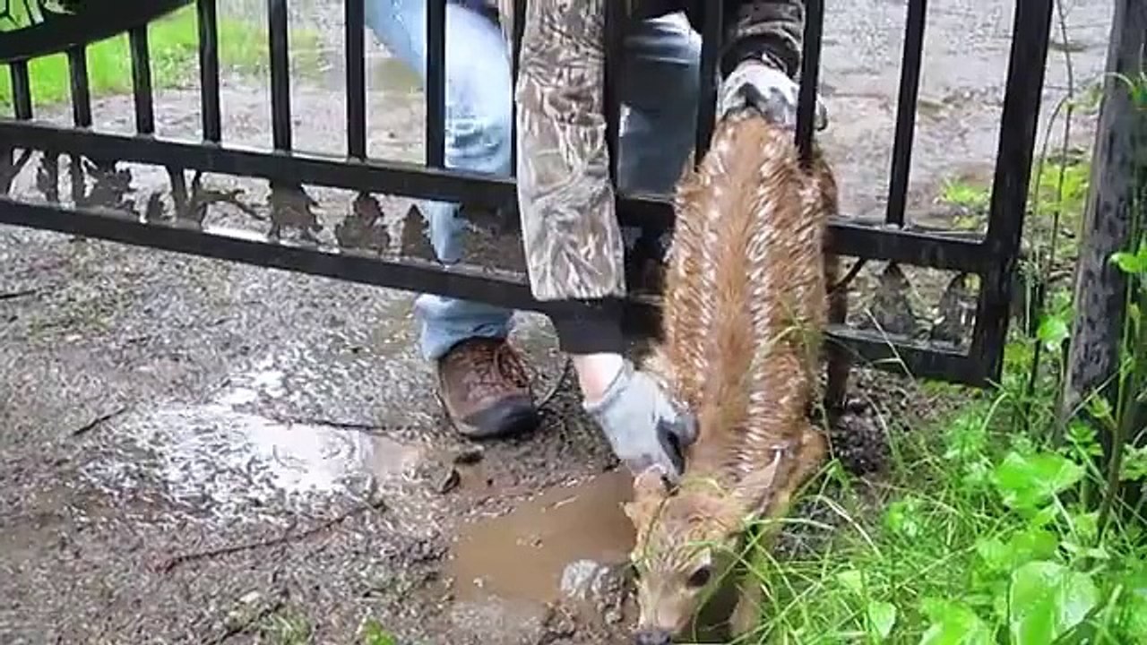 Fawn Rescue.mp4