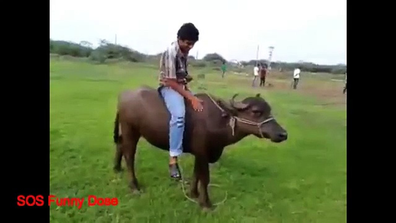 Ultimate Funny Animal Fail Compilation Funniest by SOS Funny DOSE