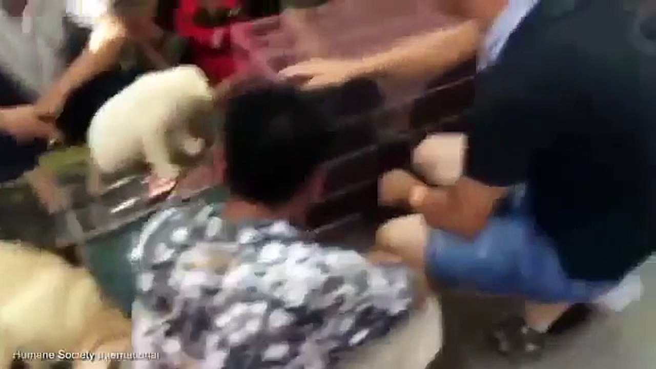 Undercover Footage Shows Dogs For Sale At Yulin Animal Market