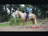 APHA /PBHA 2 year old mare $4500.00