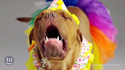 Funny and Spooky Pet Halloween Costumes