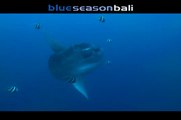Oceanic Sunfish - Mola Mola