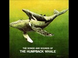 Humpback Whales... Recorded in Hawaiian Waters off the Coast of Maui