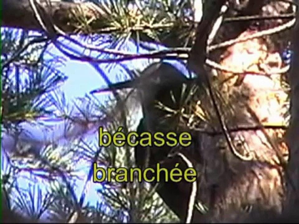 beccaccia posata su di un albero ( scolopax rusticola )