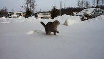 Cat meets snow and does not like it