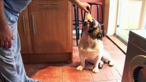 Overweight Dog With A Humping Obsession