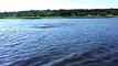 Hippo Charge on Chobe River Jan2015, recorded with iPhone 6; Botswana, Awesome but crazy dangerous.