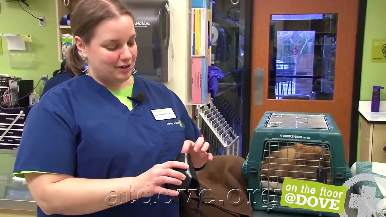 Angry Cat at the Vet - Fractious Cat Restraint