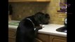 Cats and dogs fight over food bowls & dishes   Funny animal compilation