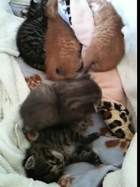 Hissing baby kittens
