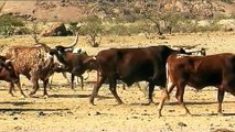 Kunene Conservancy Safaris: Une expérience humaine