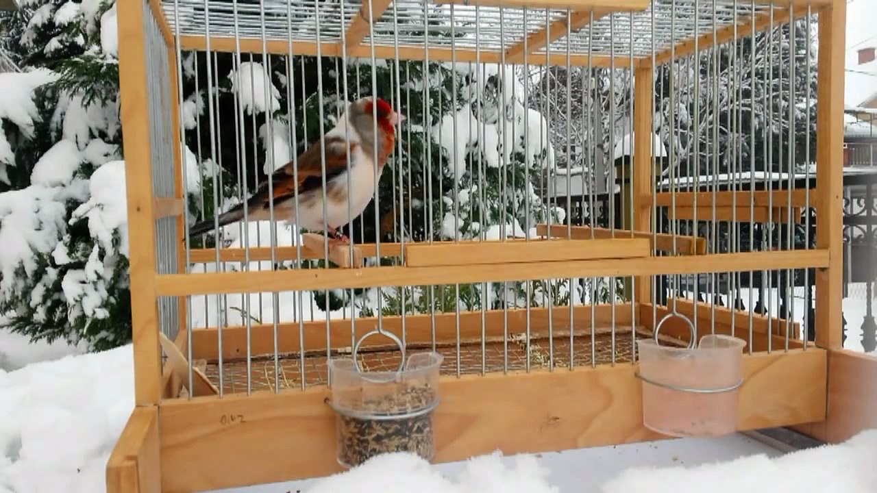 Goldfinch x Canary  Winter 2014