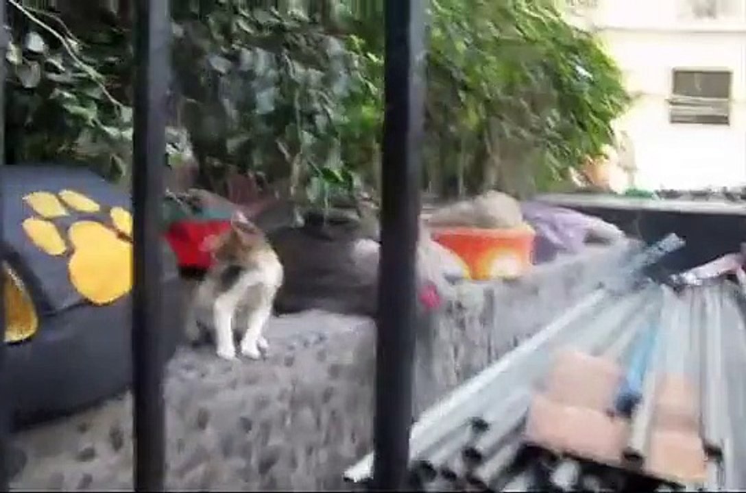 Gatos en Parque Kennedy Miraflores, Lima - Perú