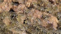 Migration of tiny crabs in South Africa