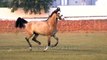Best race horses of India: Marwari horse Akash in slow motion flight