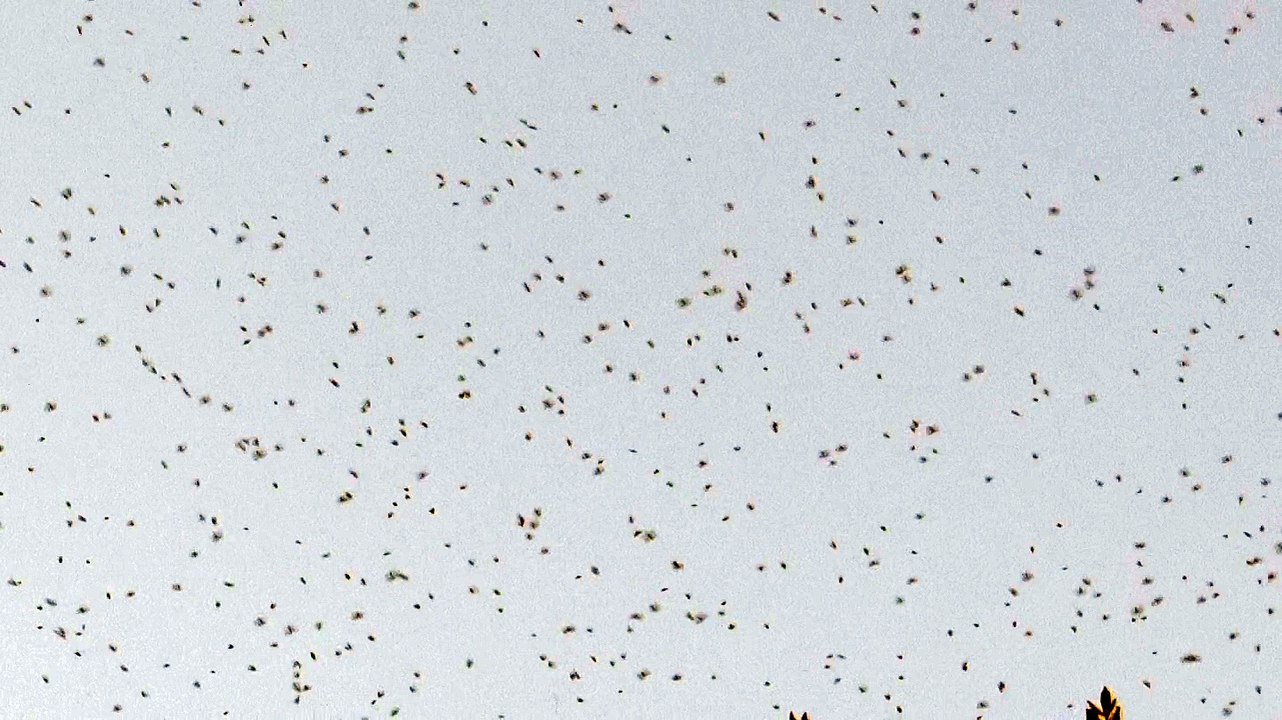 Dortoir d'hirondelles - Etang de La Horre (10-52)