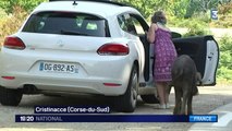 Corse : un homme attaqué par un taureau