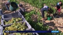 Les vendanges débutent avec 15 jours d'avance