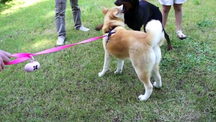 Akita Inu VS Dobermann da Lecco