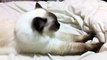 Ragdoll Cat Purring and Kneading