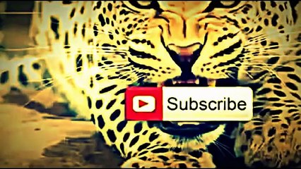 Animal Attack Compilation Caught On Camera 2014