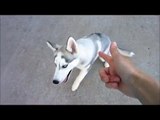 Husky Puppy Playing Dead! - Dog Tricks