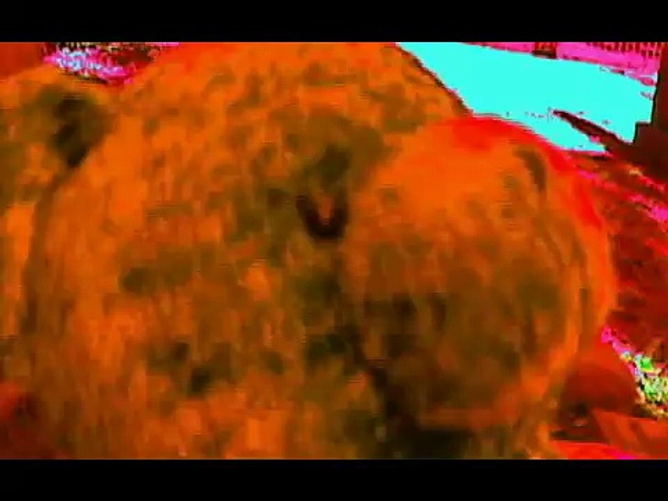 Bear Attacks caught on tape Man vs. Wild vs. Nature