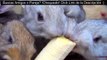 1 Funny animals videos, Witzige Tiere Videos, Divertidos videos de animales.