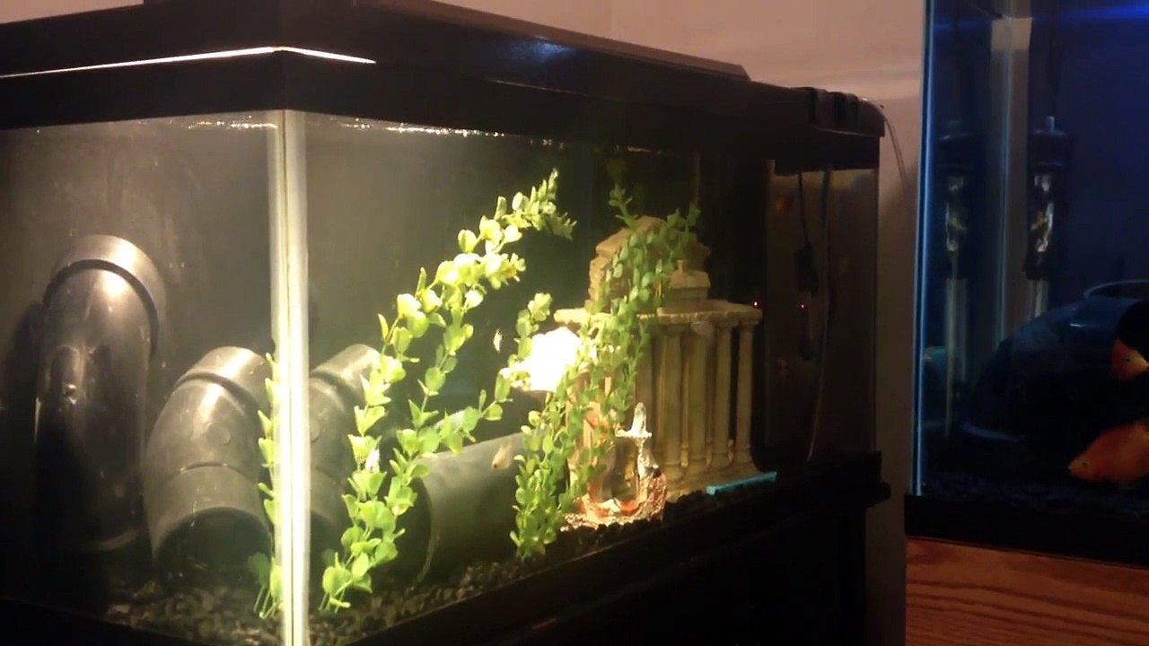 Aquarium Size of Tank for Gourami Fish?
