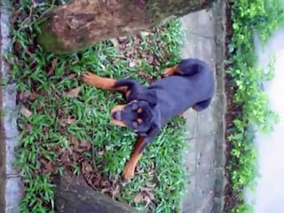 pitbull and rottweiler attack - Natasha ataca Rudolf