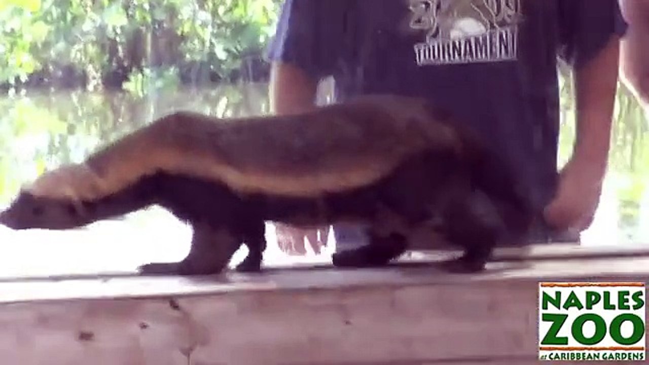 Honey Badger Narrates: The Crazy Nastyass Honey Badgers of Naples, FL